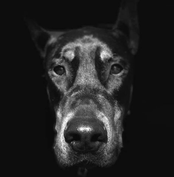 Meet your Posher, Craig - Picture 1 of 1